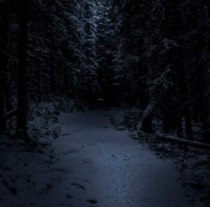 Mørk skov