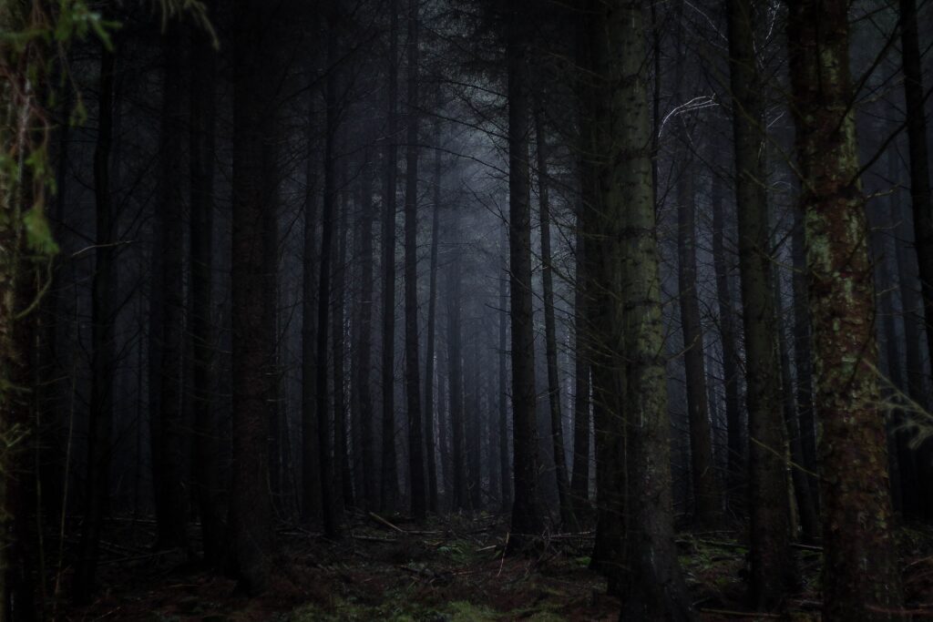 Gå død i mørket Skoven er ugæstfri om natten